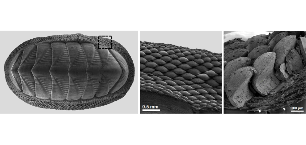 biologically-inspired-lessons-chiton-scales-design-flexible-armors-1 biologically-inspired-lessons-chiton-scales-design-flexible-armors-1